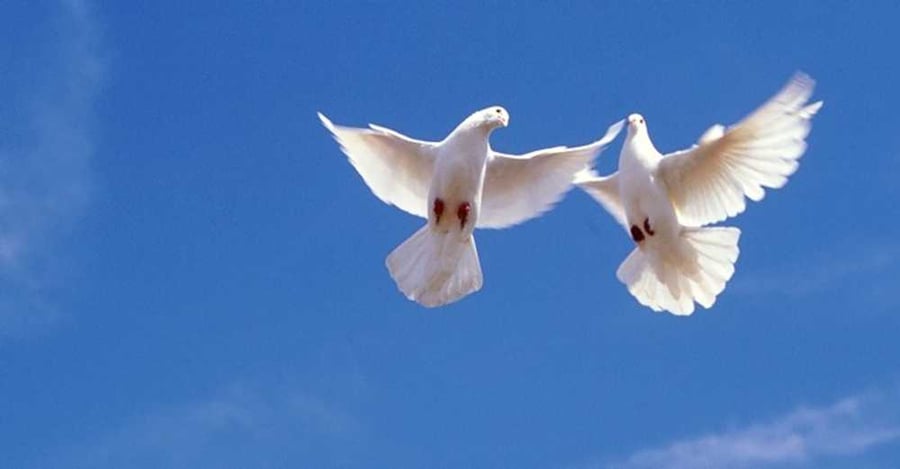 Белый голубь в полете. Сон белые голуби в небе. Белые голуби в небе. Сон белые голуби в небе. Голуби на голубом небе.