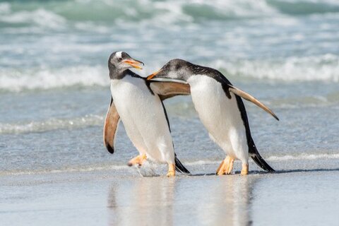 Линус Торвальдс официально выпустил ядро Linux 5.9